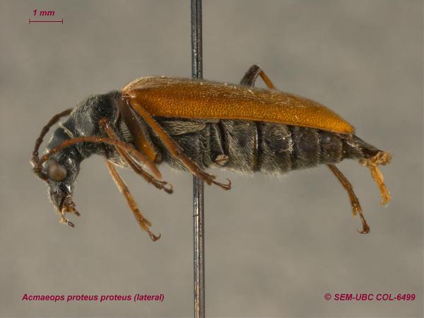 Photo of Acmaeops proteus proteus by Spencer Entomological Museum